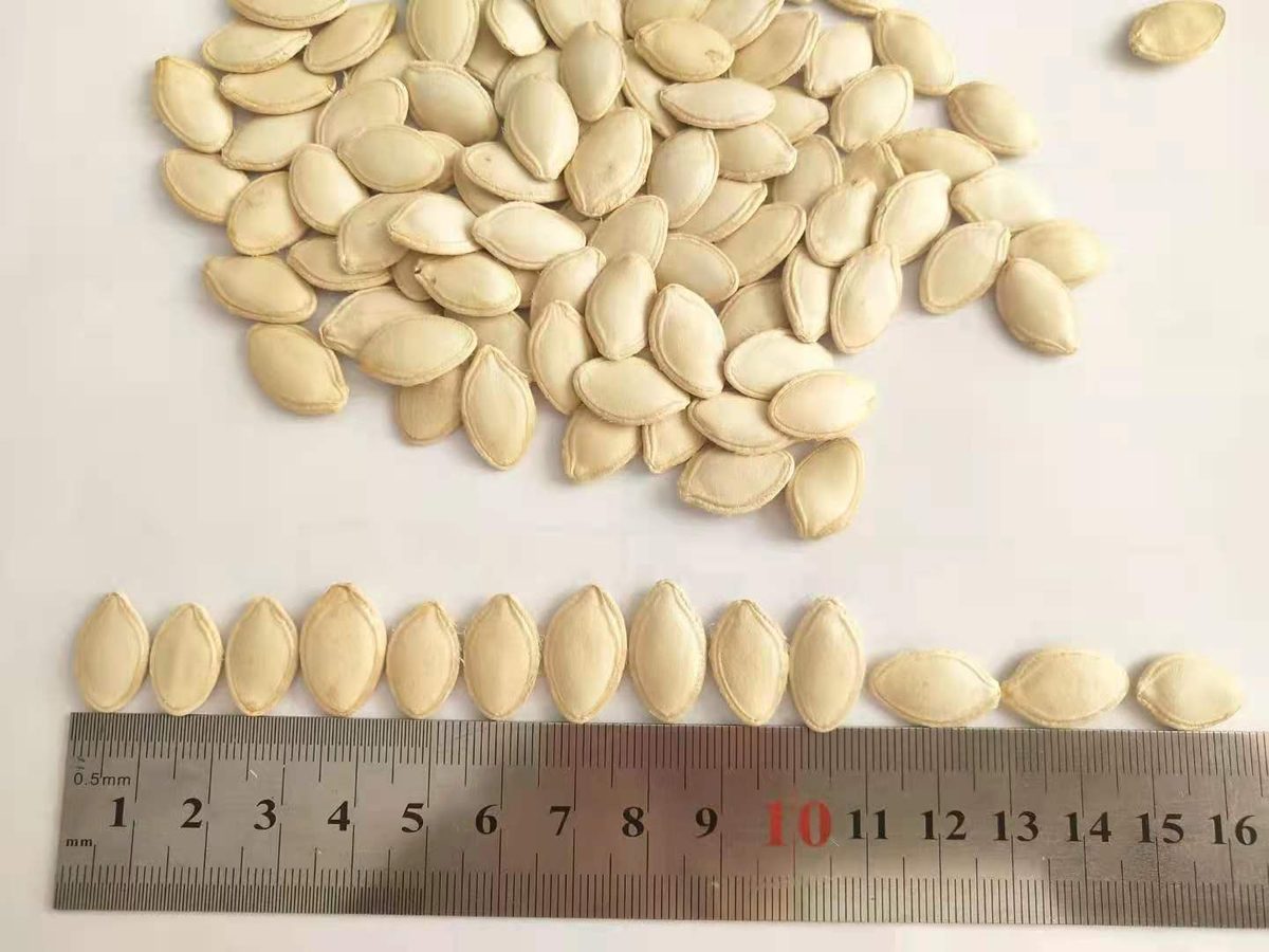 Pumpkin Seed Kernels