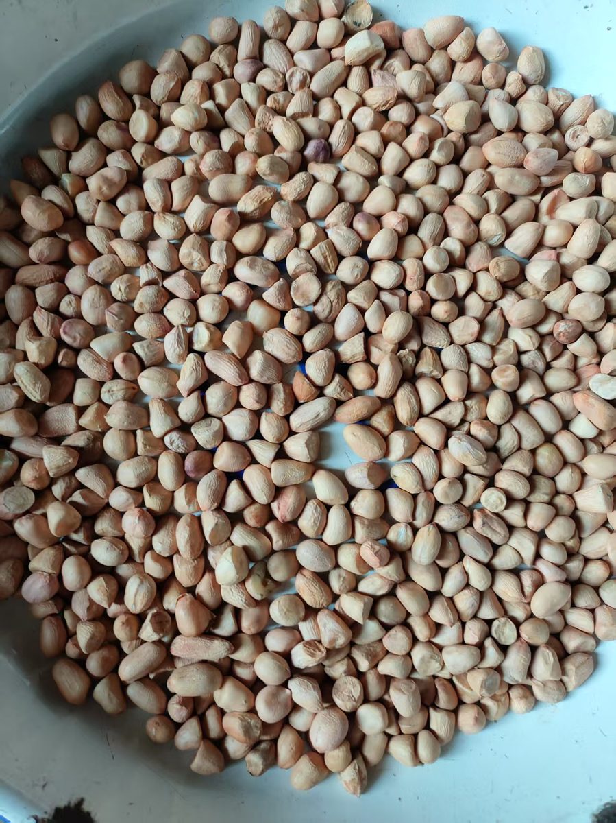 Red Skin Peanuts 60/70