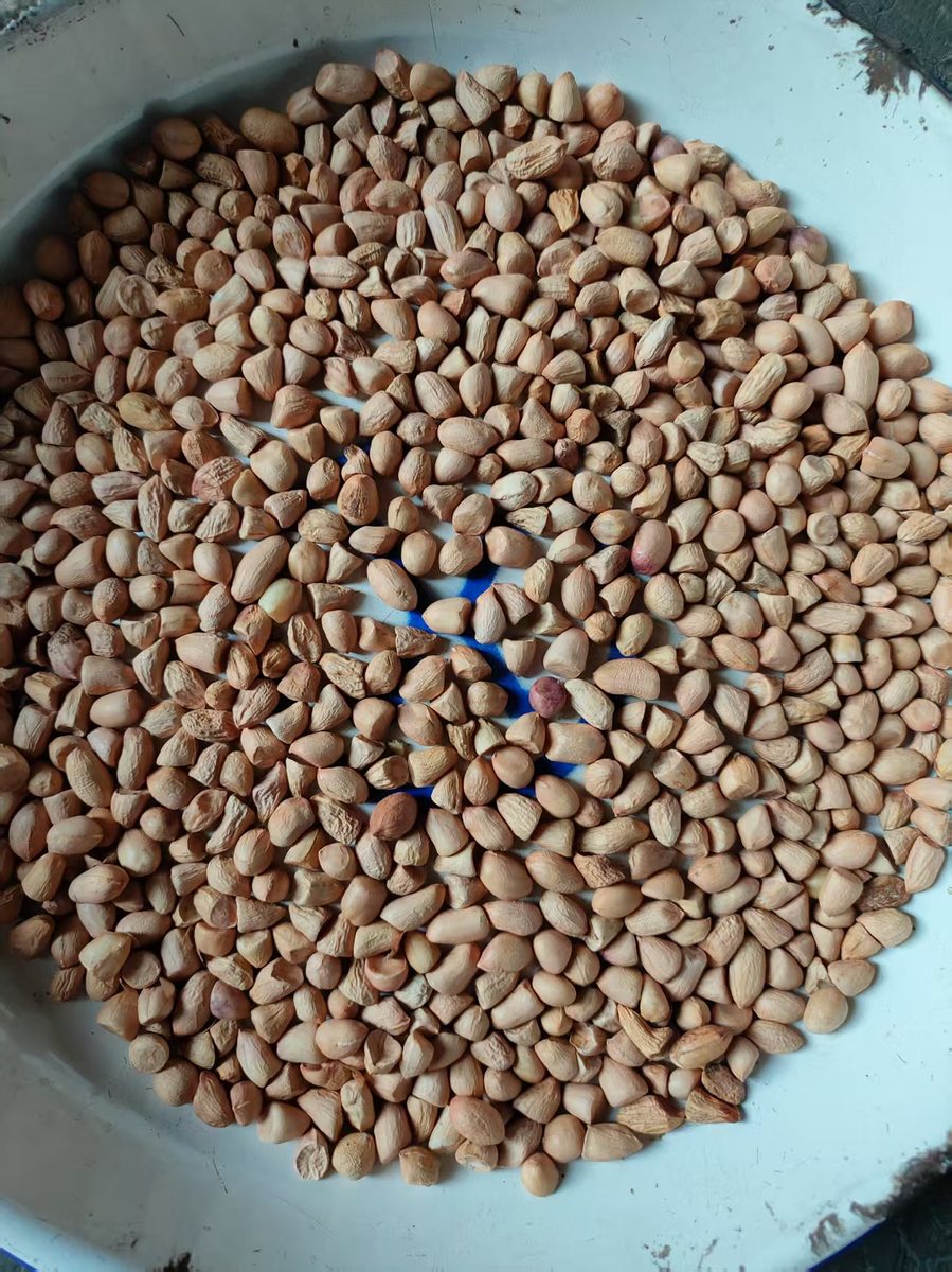 Red Skin Peanuts 80/90