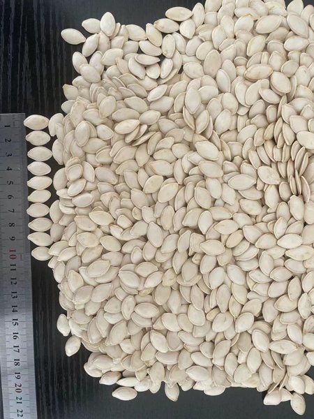 Shine Skin Pumpkin Seeds