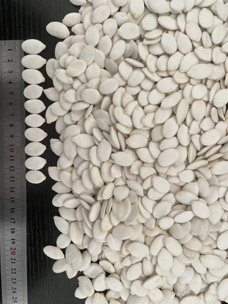 Snow White Pumpkin Seeds