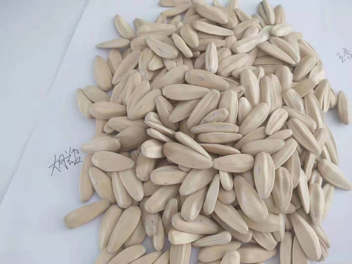 White Sunflower Seeds